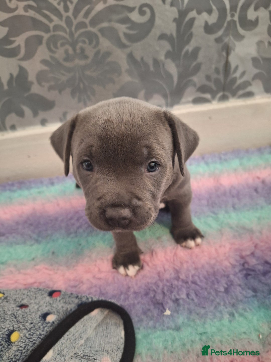 Staffordshire Bull Terrier dogs for sale: Blue Staffordshire Bull Terrier Puppies - Image 18