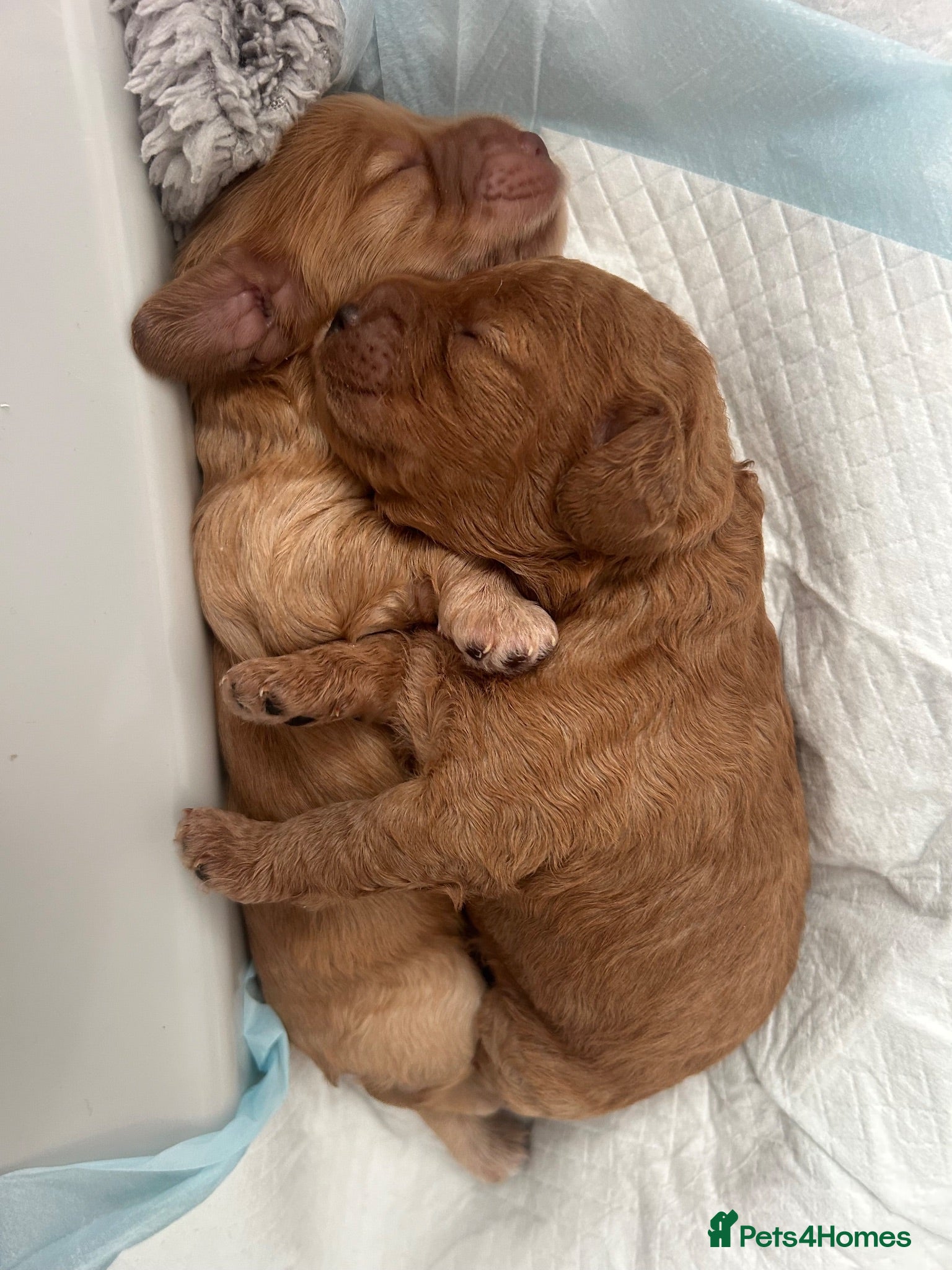 Cockapoo dogs Exceptional Cockapoo Puppies 🩷💙 - Advert 15