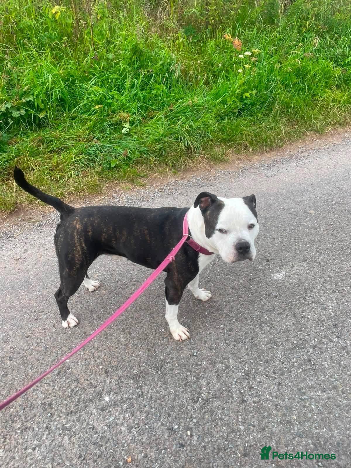 Mixed Breed dogs Aged 5 Gentle Staffie x Alapaha Blue Blood Bulldog - Advert 4