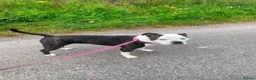 Mixed Breed dogs for stud: Aged 5 Gentle Staffie x Alapaha Blue Blood Bulldog - Advert 1