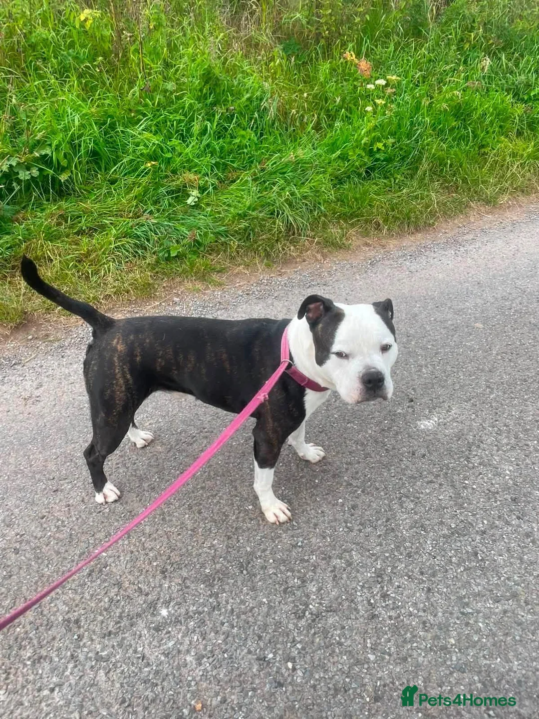 Mixed Breed dogs for stud: Aged 5 Gentle Staffie x Alapaha Blue Blood Bulldog - Advert 1