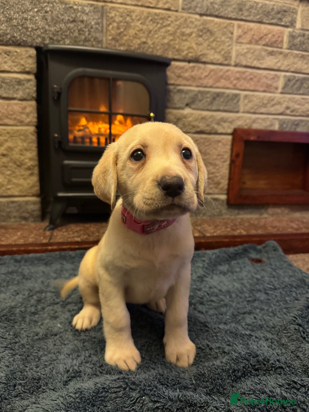 Labrador Retriever dogs for sale: Lablador retriever puppy’s 2 black male left only  - Advert 9