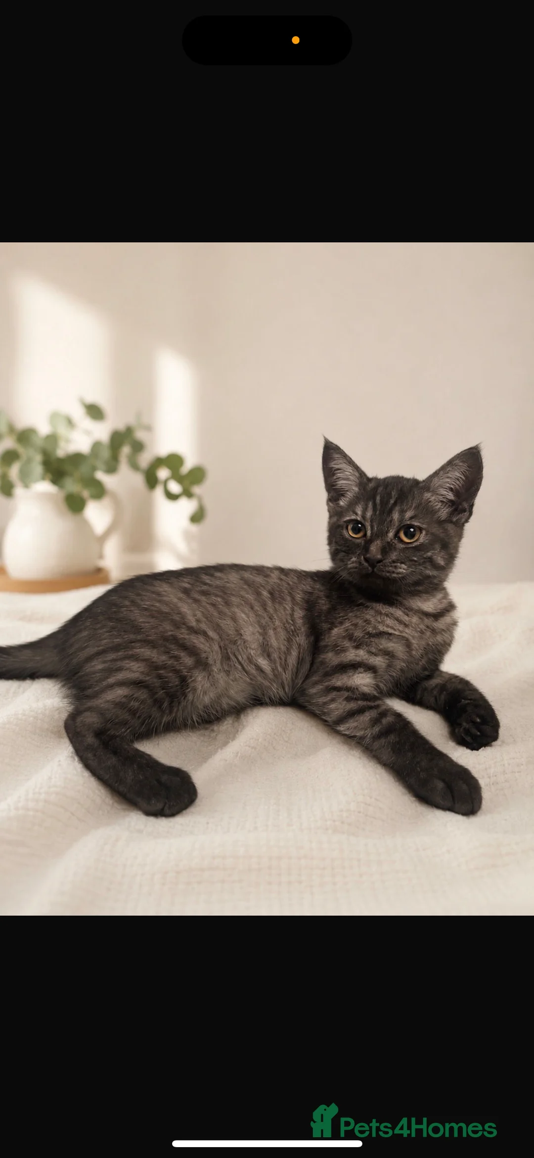 Scottish Fold cats for sale: Scottish folds kittens  - Advert 2