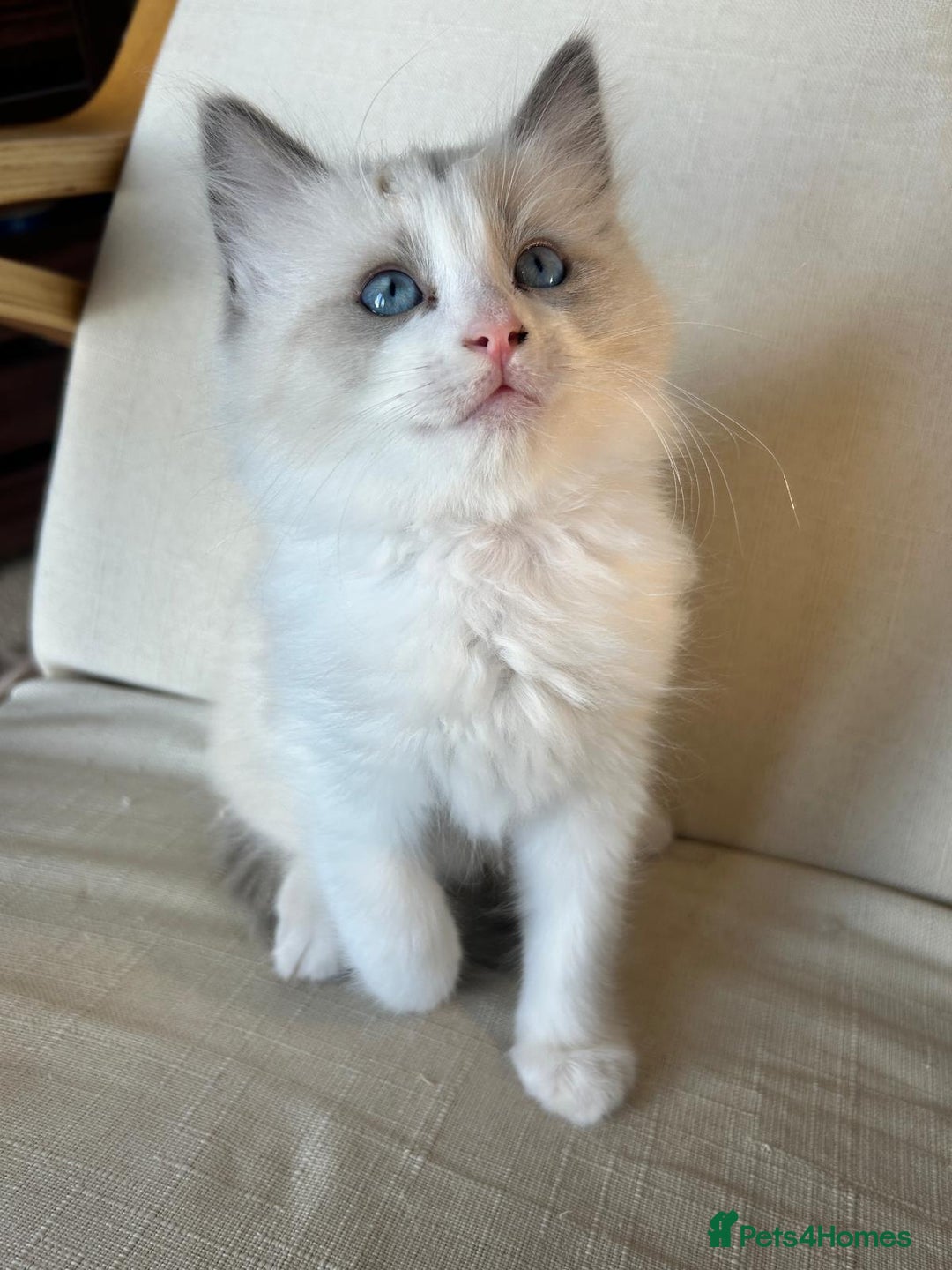 Ragdoll cats for sale: Pure longhair Ragdoll Kittens - Raised with Soul - Image 4
