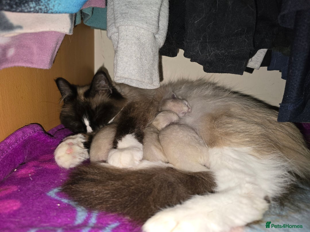 Ragdoll cats for stud: Blue point ragdoll for stud in Exeter - Image 5