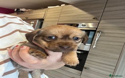 Mixed Breed dogs for sale: Chihuahua cross terrier puppies  - Image 11