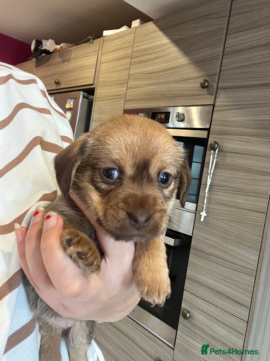 Mixed Breed dogs for sale: Chihuahua cross terrier puppies  - Image 11