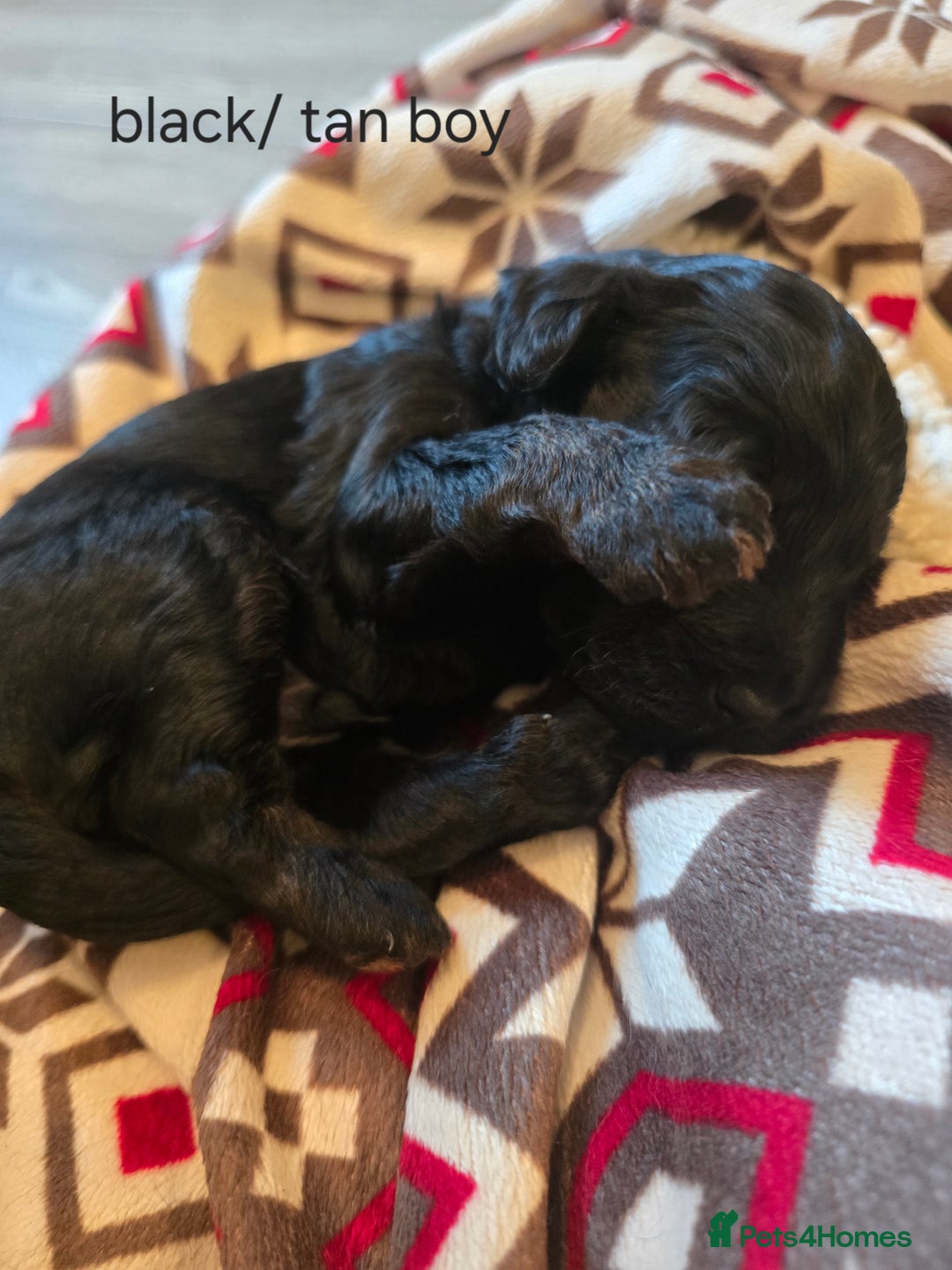 Cavapoo dogs for sale: Cavapoo puppies  - Image 6