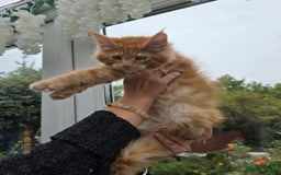 Maine Coon cats for sale: Registered Maine coon kittens  - Image 16