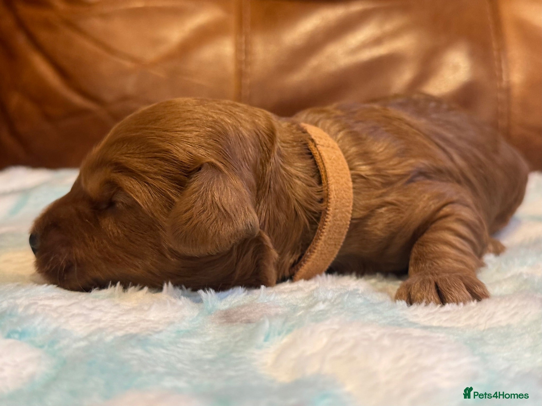 Cockapoo dogs F1b Red cockapoos 🤎 - Advert 2