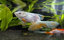 Fancy Goldfish fish for sale: Ryukin gold fish and mixed gold fish - Image 3
