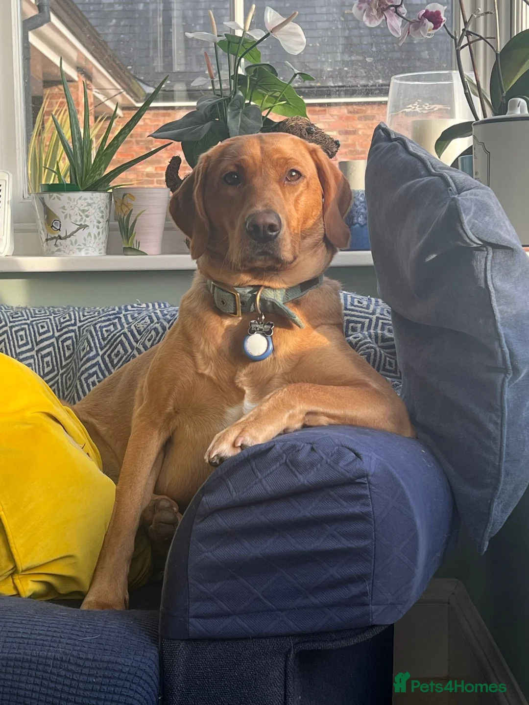 Labrador Retriever dogs for sale: Stunning KC Registered Champion line Puppies  - Advert 1