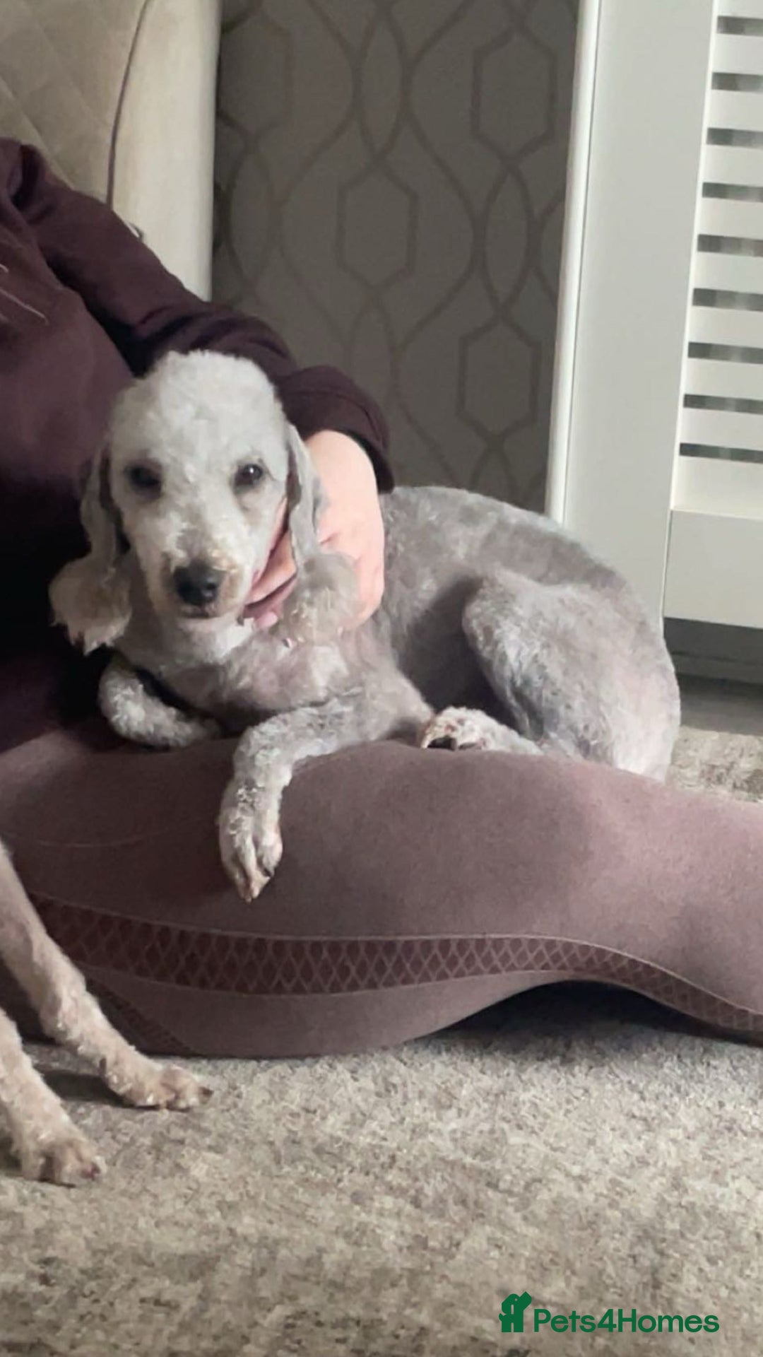 Bedlington Terrier dogs for sale: Beautiful bedlington terrier puppies for sale  - Advert 2