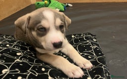 Mixed Breed dogs for sale: Husky/lab/staffi - Image 6