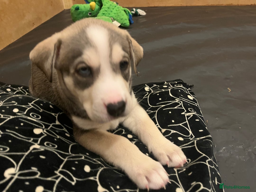 Mixed Breed dogs for sale: Husky/lab/staffi - Image 6
