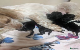 Cocker Spaniel dogs for sale: 6 beautiful working cocker spaniels  - Image 14