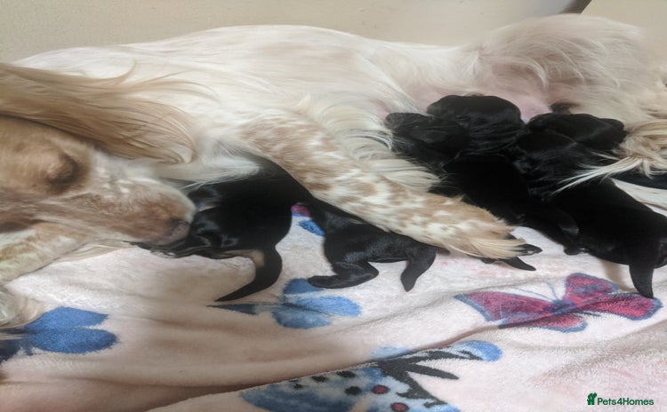 Cocker Spaniel dogs - Advert 18