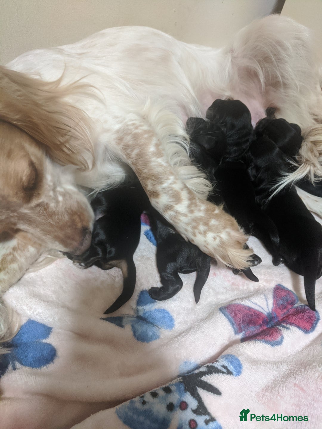 Cocker Spaniel dogs for sale: 6 beautiful working cocker spaniels  - Image 14