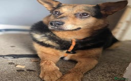 Mixed Breed dogs for adoption: Melanie for adoption - Image 8