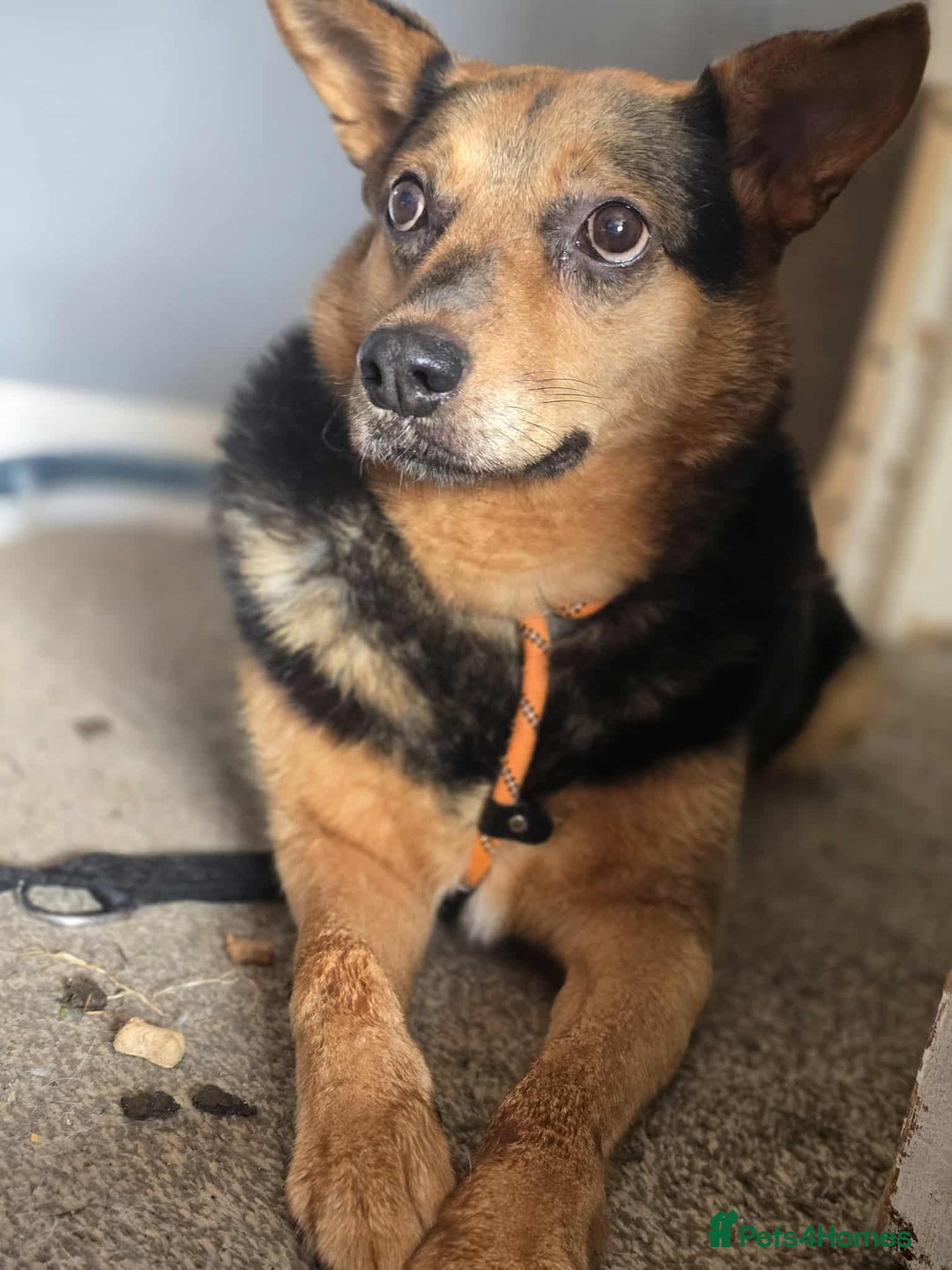 Mixed Breed dogs for adoption: Melanie for adoption - Image 8