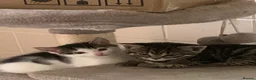 Mixed Breed cats for sale: 2 Kittens for sale  - Advert 9