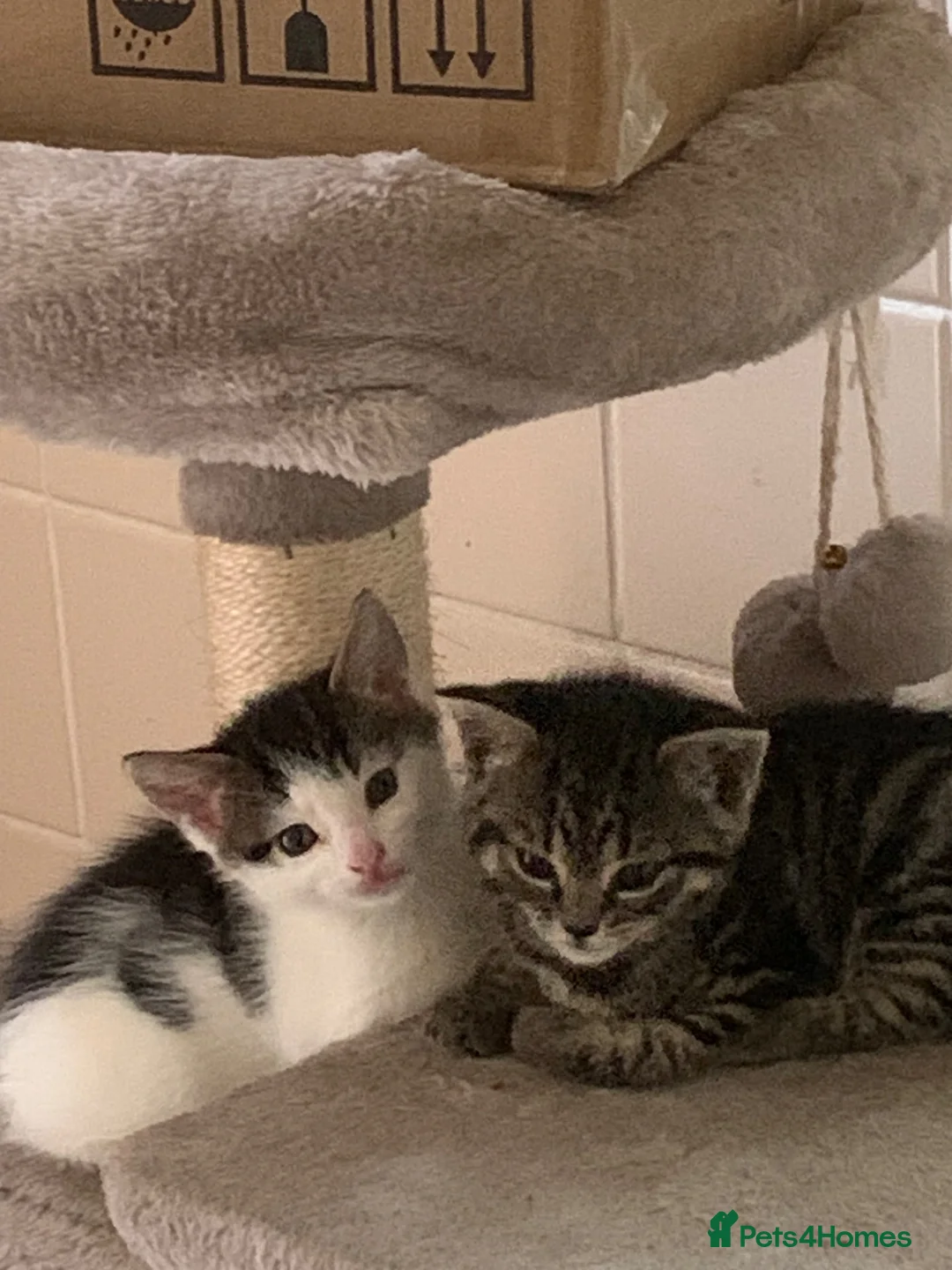 Mixed Breed cats for sale: 2 Kittens for sale  - Advert 9
