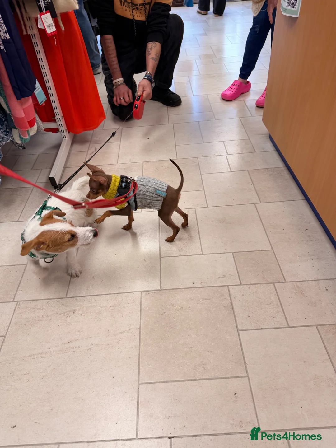 Russian Toy Terrier dogs for sale: Shorthaired KC Russian Toy only one boy available  - Advert 2