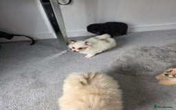 Pomeranian dogs for sale: Pomeranian puppies  - Image 15