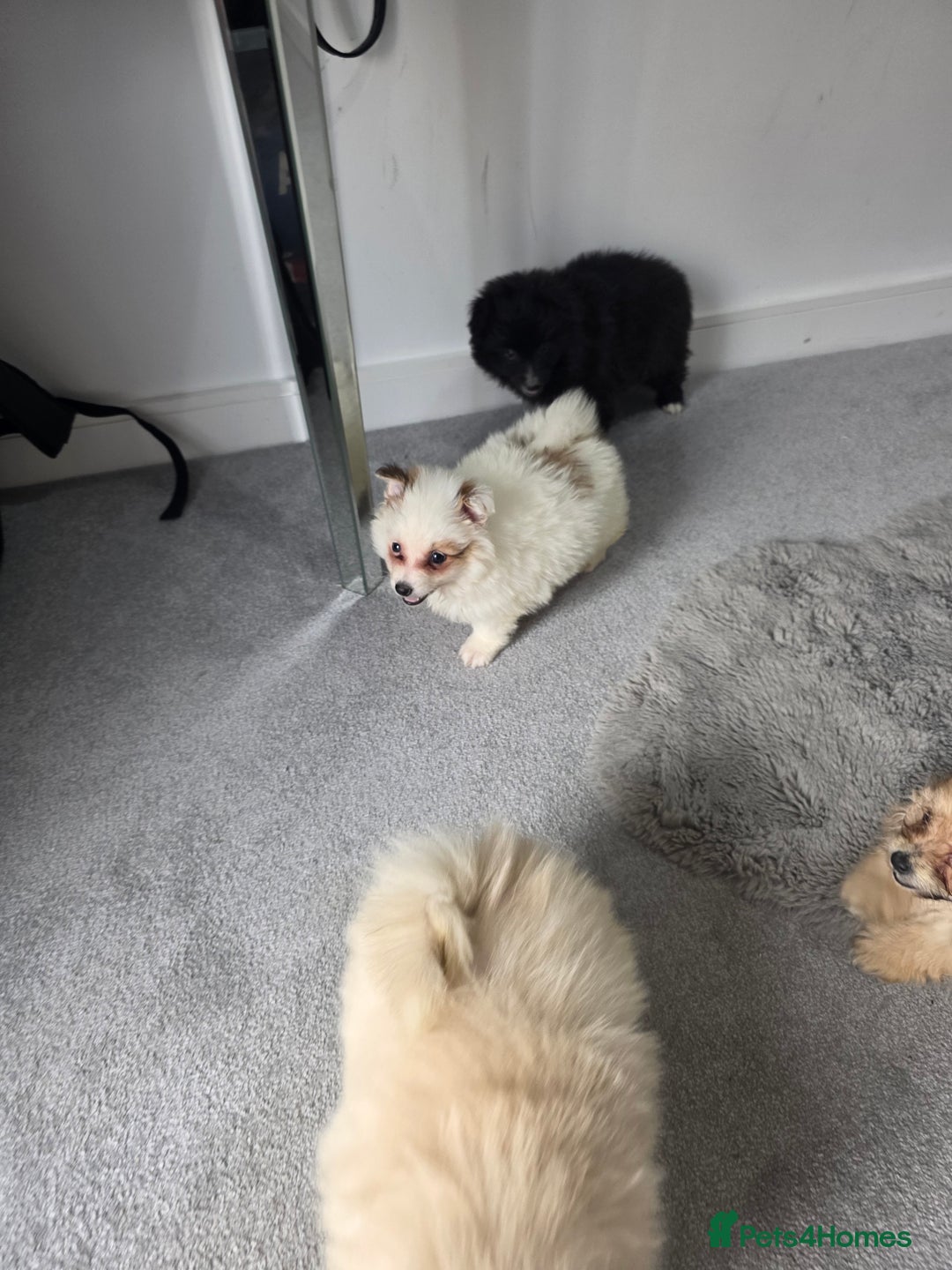 Pomeranian dogs for sale: Pomeranian puppies  - Image 15