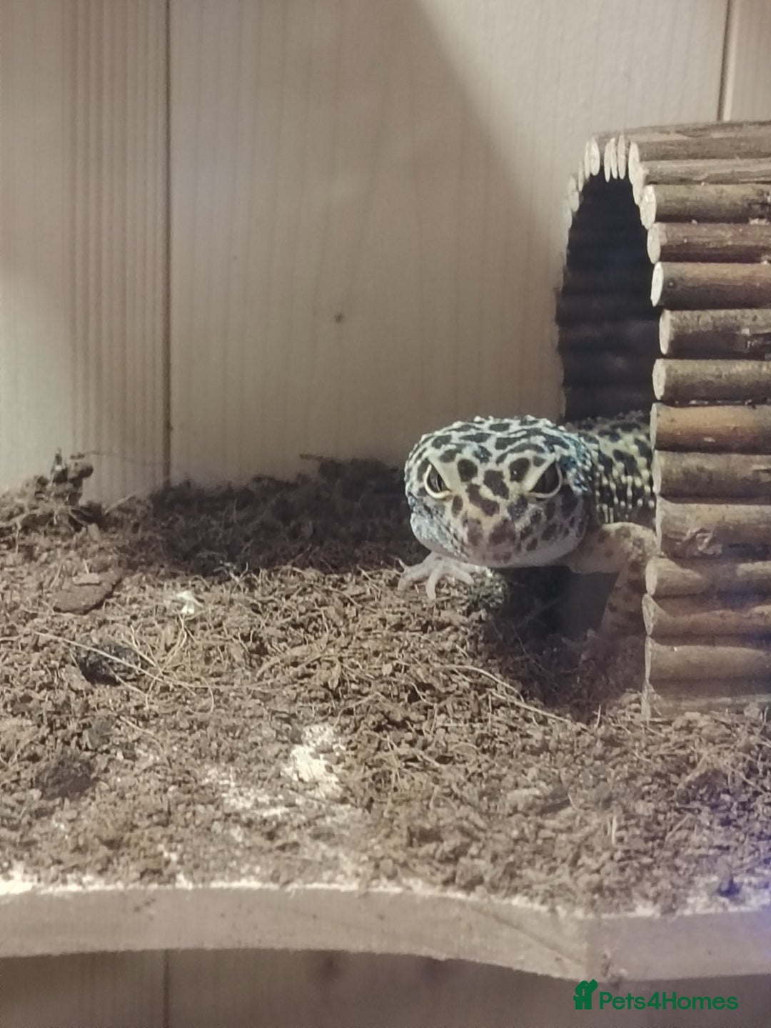 Gecko reptiles for sale: Leopard gecko  - Advert 4