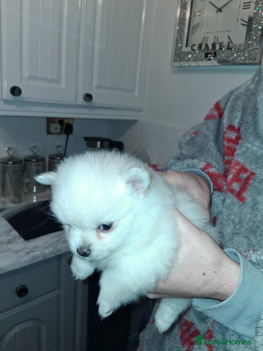 Pomeranian dogs for sale: 💖RARE PURE WHITE POMMERAINIAN💝 - Advert 7