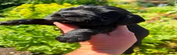 Cocker Spaniel dogs for sale: Quality Show Cocker Spaniels - Advert 14