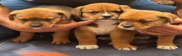 Boxer dogs for sale: BoxerX - Advert 6