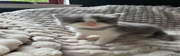 Mixed Breed cats for sale: Ragdoll x - Advert 15