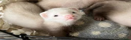 Ferret rodents for sale: Semi Angora Ferrets babies  in Radlett - Advert 1