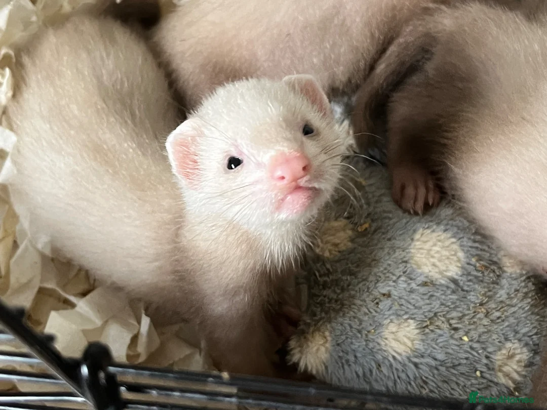 Ferret rodents for sale: Semi Angora Ferrets babies  in Radlett - Advert 1