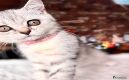 British Shorthair cats for sale: ✨LAST KITTEN LEFT✨OPEN TO OFFERS FOR RIGHT HOME✨ - Image 6