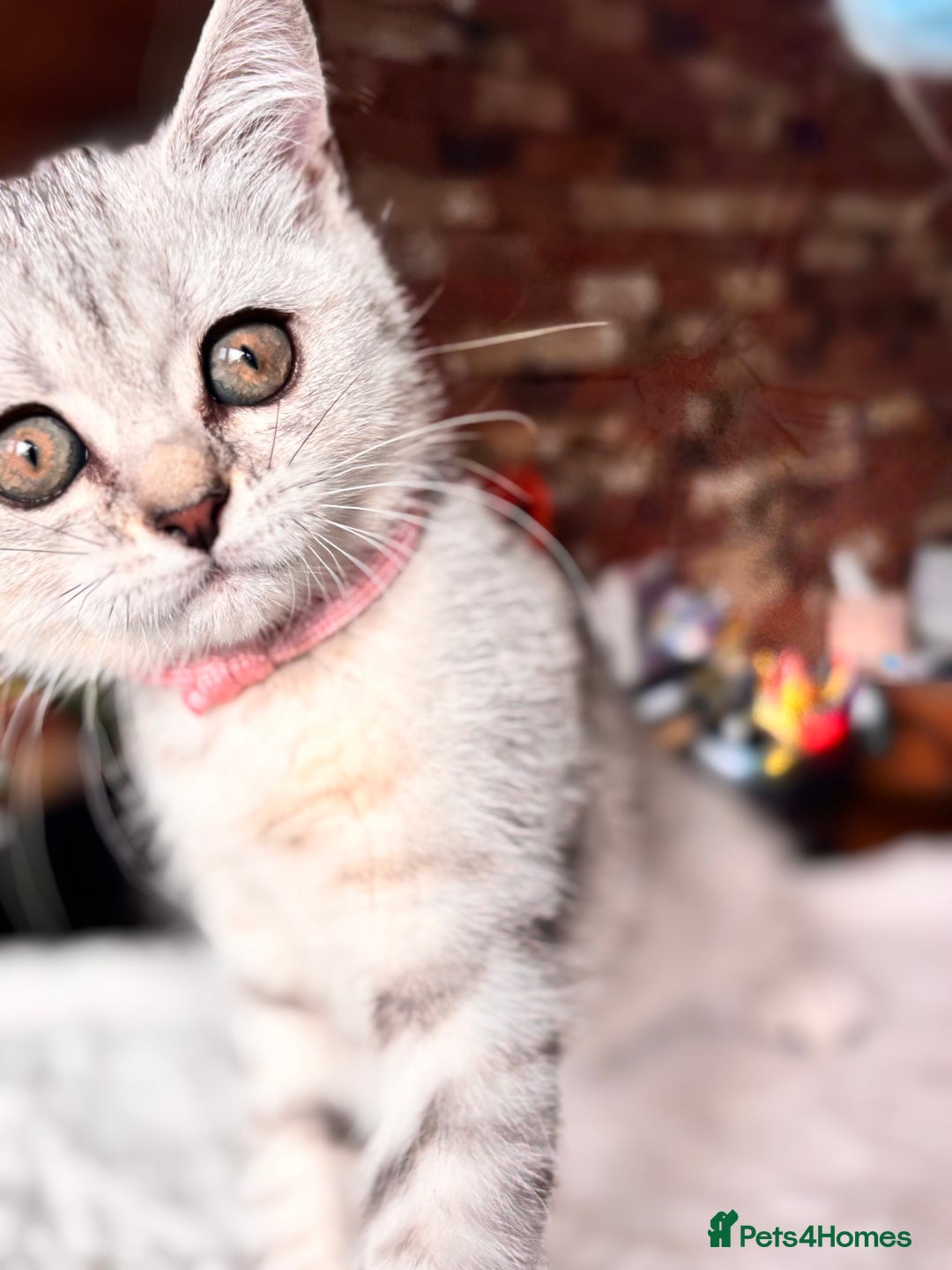 British Shorthair cats for sale: ✨LAST KITTEN LEFT✨OPEN TO OFFERS FOR RIGHT HOME✨ - Image 6