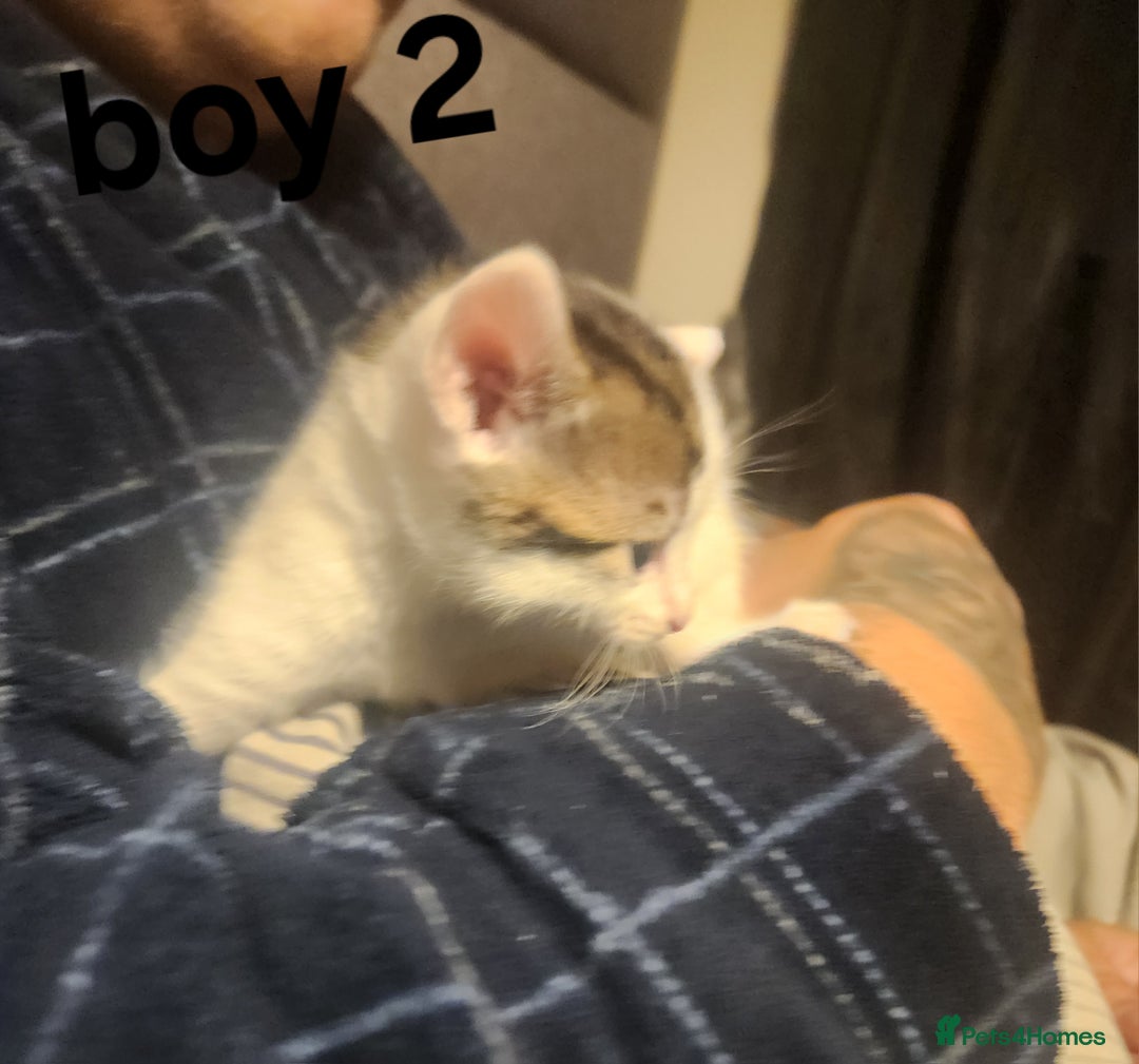 Mixed Breed cats for sale: Mixed bread kittens - Image 3