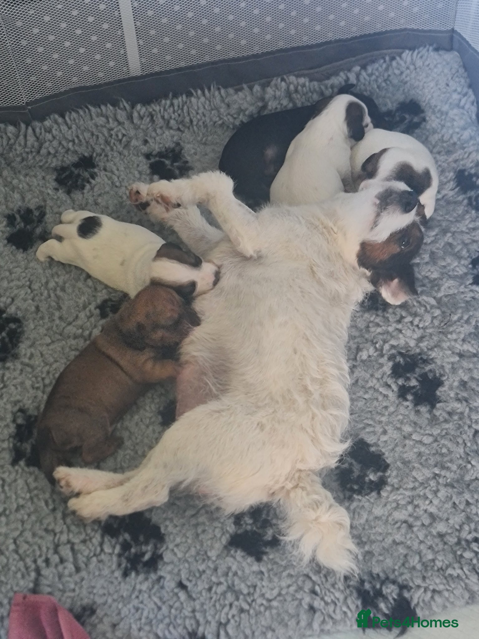 Jackshund dogs for sale: 4 lovely boys looking homes - Advert 1