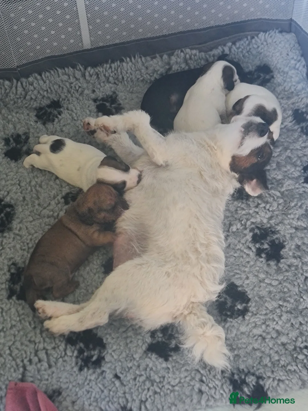 Jackshund dogs for sale: 4 lovely boys looking homes in Whitchurch - Advert 1