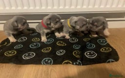 French Bulldog dogs for sale: French bulldogs - Image 1