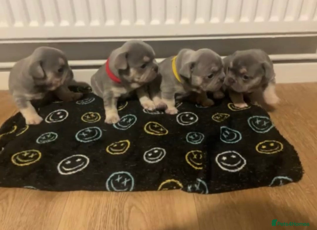 French Bulldog dogs for sale: French bulldogs - Image 1