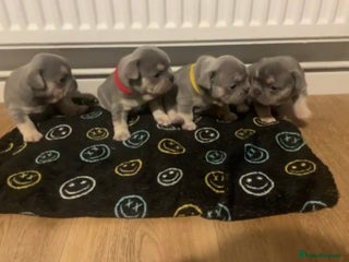 French Bulldog dogs - Advert 11