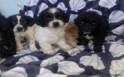 Cockapoo dogs for sale: Cockerpoo puppies ready to leave  - Image 2