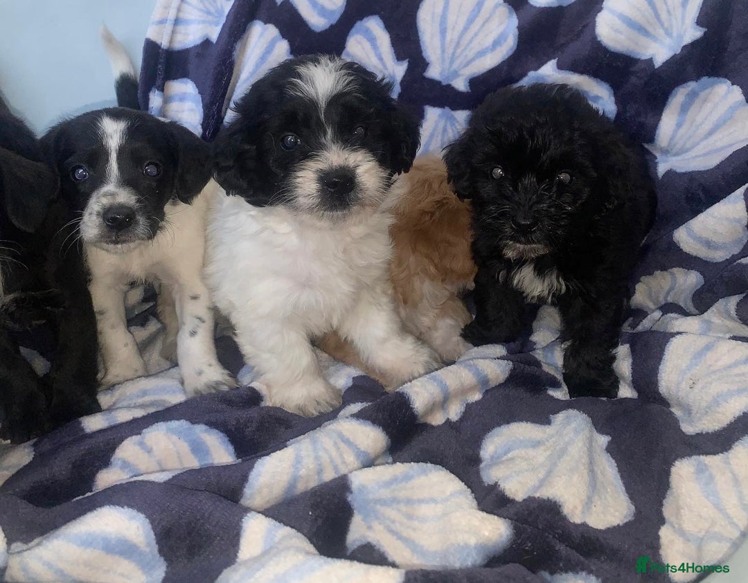 Cockapoo dogs for sale: Cockerpoo puppies ready to leave  - Image 2