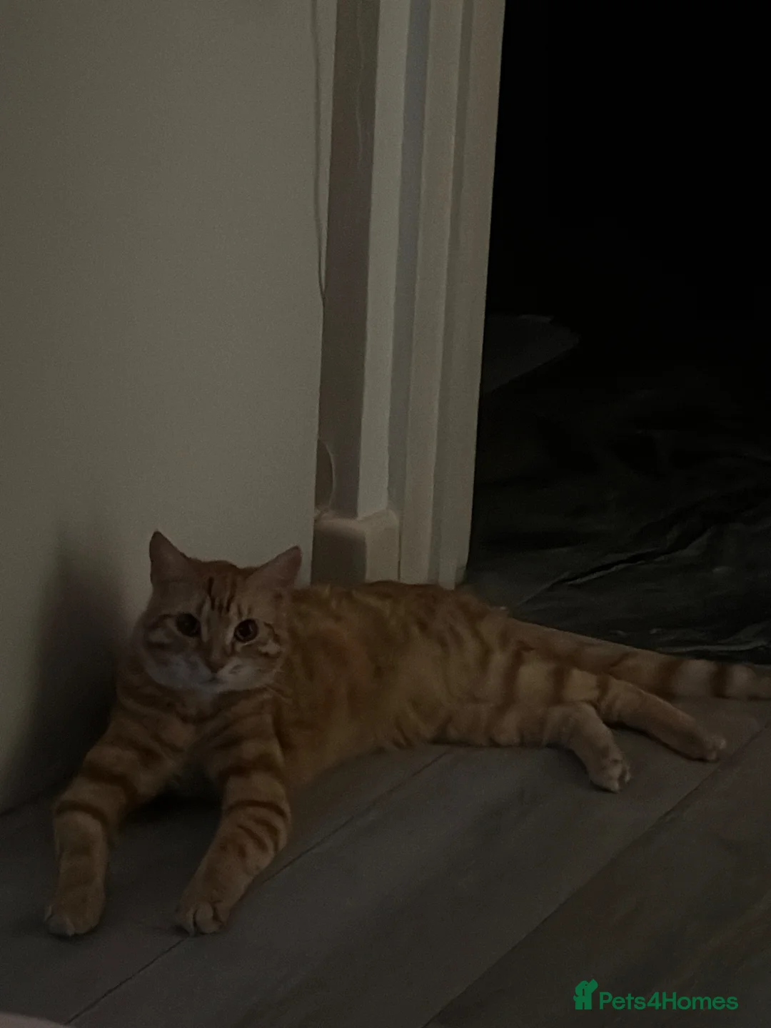 Mixed Breed cats for sale: Ginger cat for sale - Advert 2