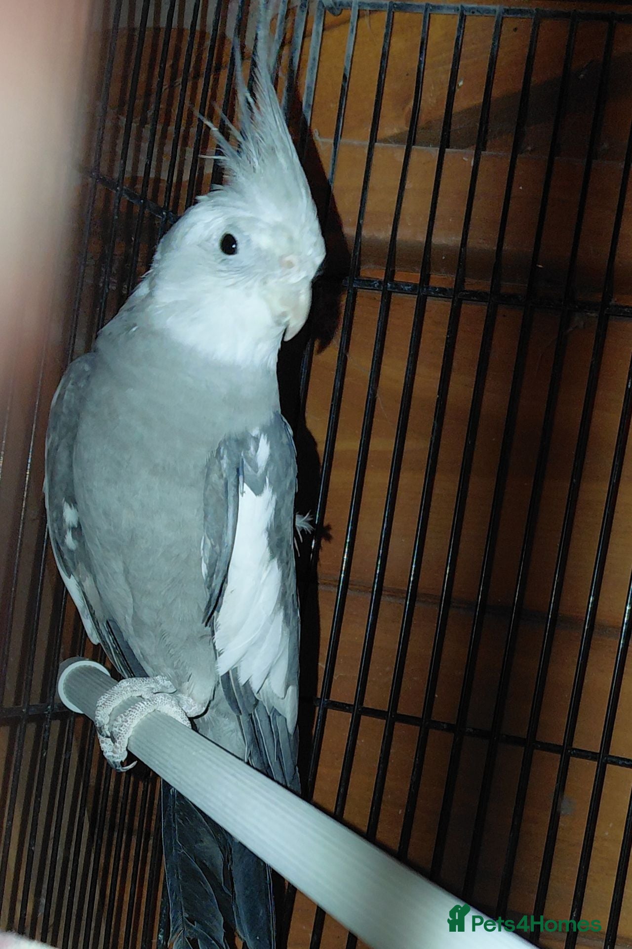 Cockatiels birds Cockatiel  - Advert 6