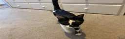 British Shorthair cats for sale: Beautiful black and white kittens with mum  in Swanley - Advert 2