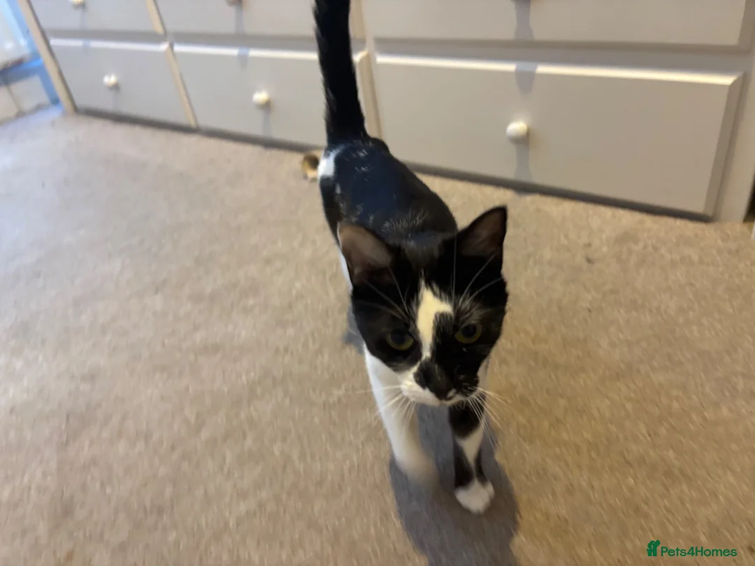 British Shorthair cats for sale: Beautiful black and white kittens with mum  in Swanley - Advert 2